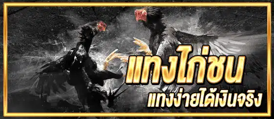 แทงไก่ชน