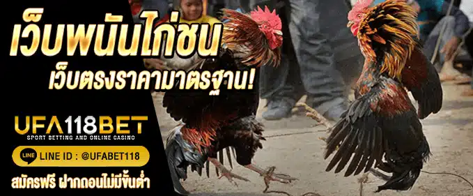 เว็บแทงไก่ชน